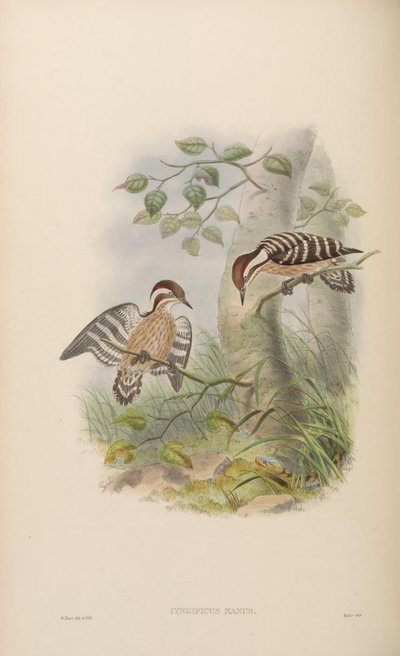 Iyngipicus nanus by John Gould